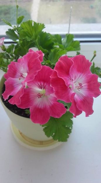 Cherry Bermuda - Dorinte