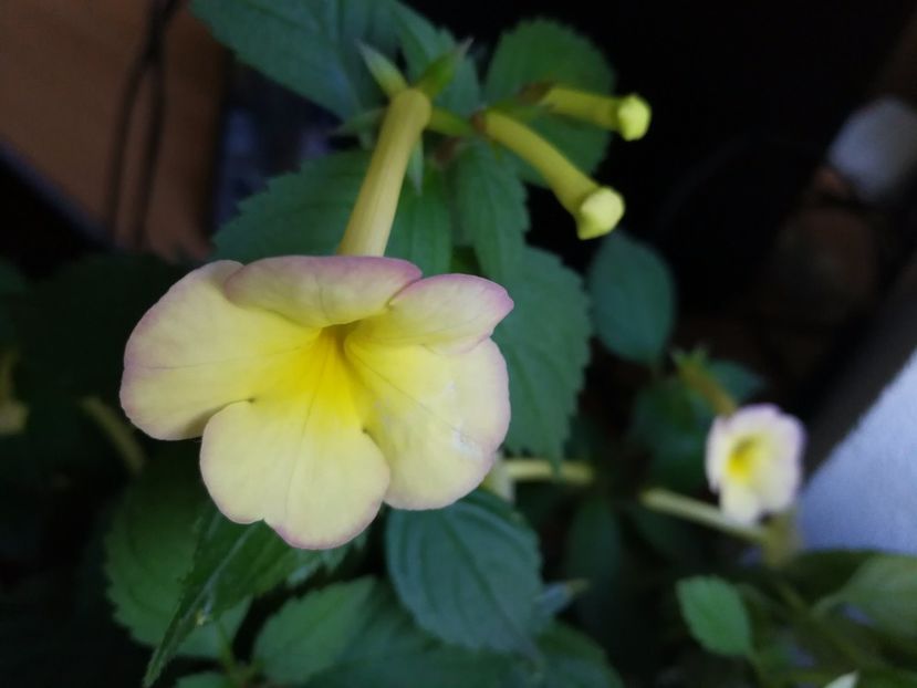  - Himalayan Sunrise_achimenantha