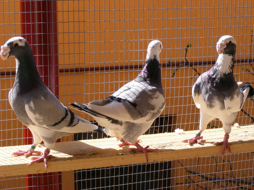  - MATCA GERMANI 2017