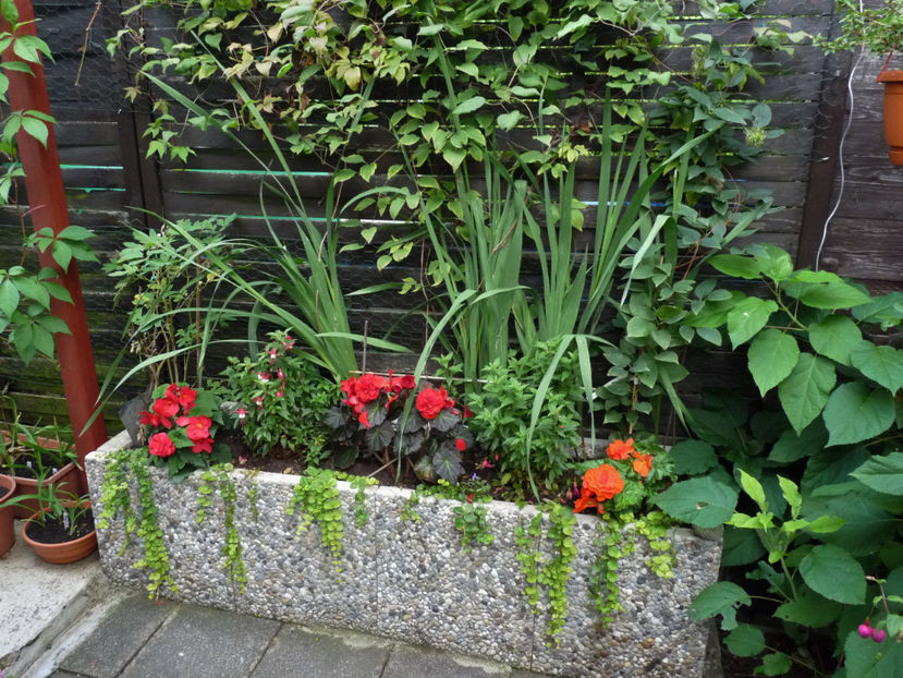  - 2017 - 03 - Toamna