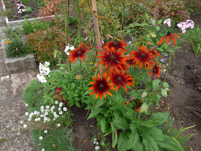  - 2017 - 03 - Toamna