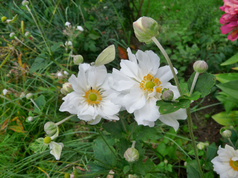  - 2017 - 03 - Toamna