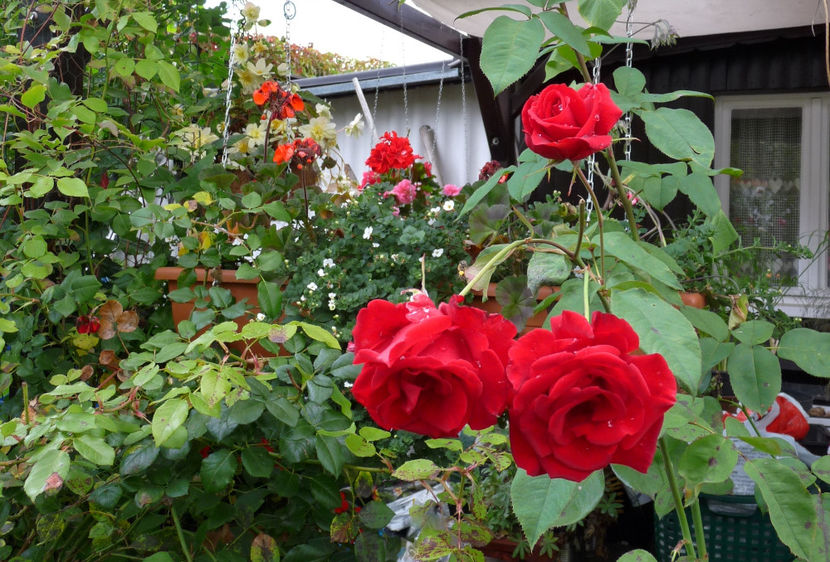  - 2017 - 03 - Toamna