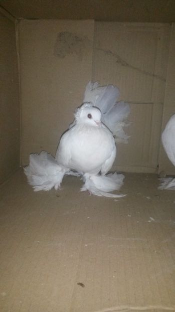 Mascul 2016 - 27-Siberieni