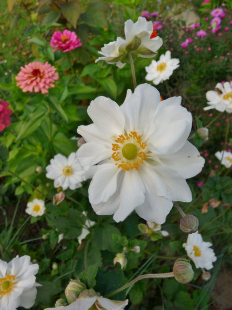  - 2017 - 03 - Toamna