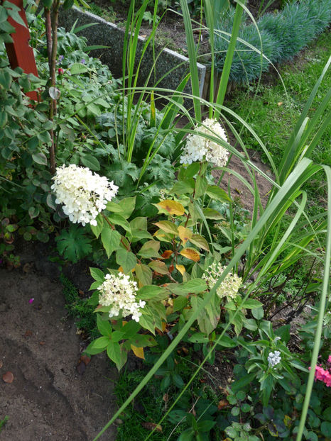  - 2017 - 03 - Toamna