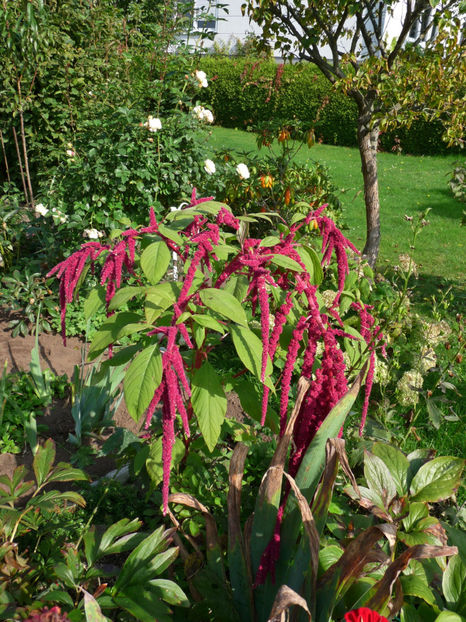  - 2017 - 03 - Toamna