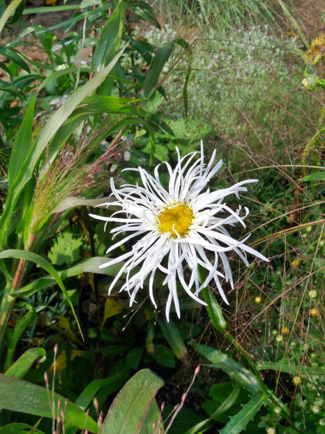  - 2017 - 03 - Toamna