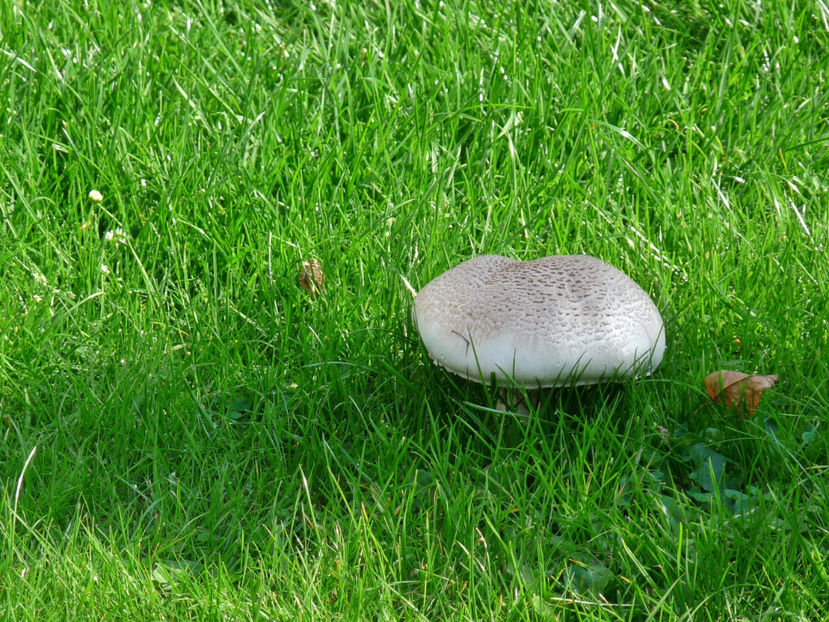  - 2017 - 03 - Toamna