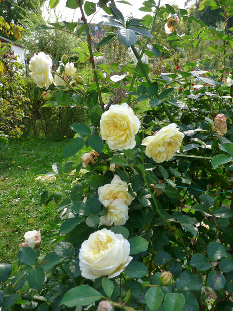  - 2017 - 03 - Toamna