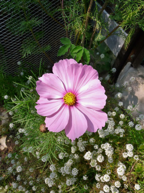  - 2017 - 03 - Toamna