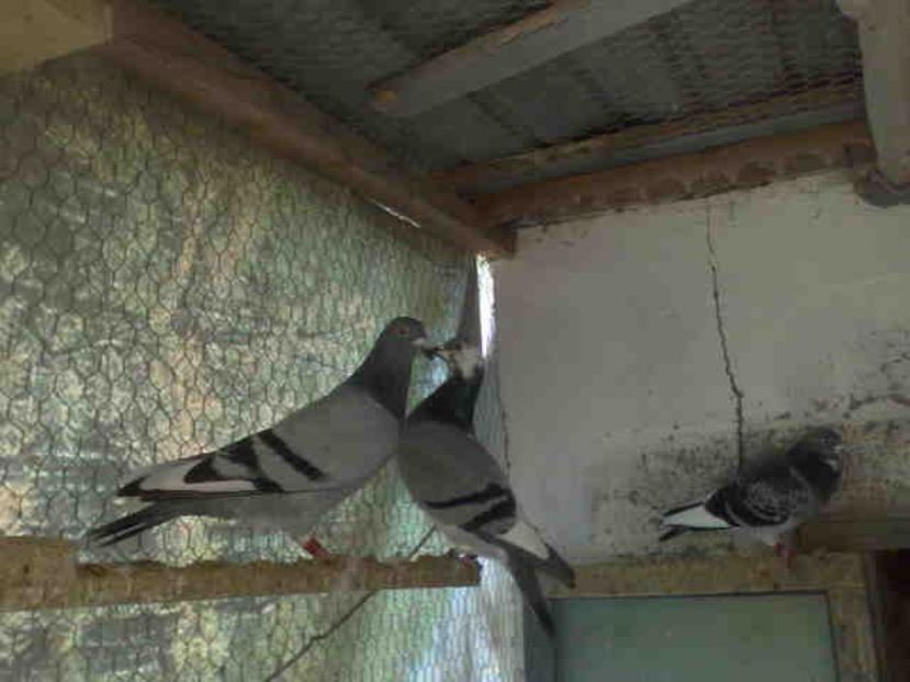 250-vandut - X-Porumbei vinduti