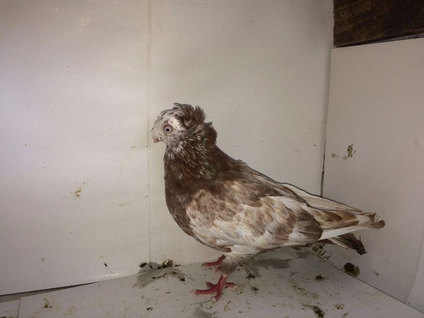 9014  mascul  2017_2 - pui 2017 BM