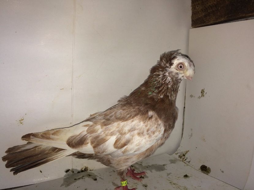 9014  mascul  2017_3 - pui 2017 BM