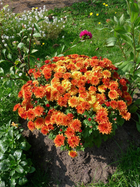  - 2017 - 03 - Toamna