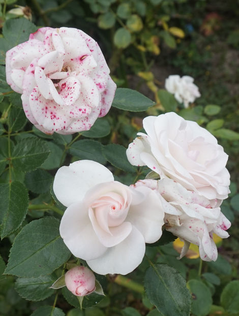  - Aspirin Rose