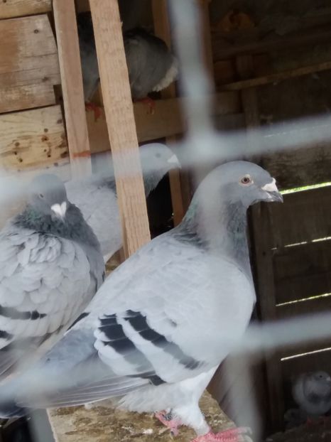 Mascul 2016 - Prin voliera