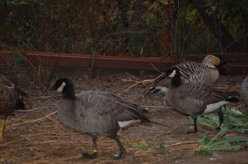  - Gaste Canadiene pitice -Branta canadensis minima