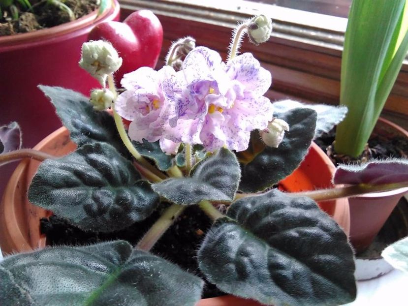 1 - RS Morskaja Princessa