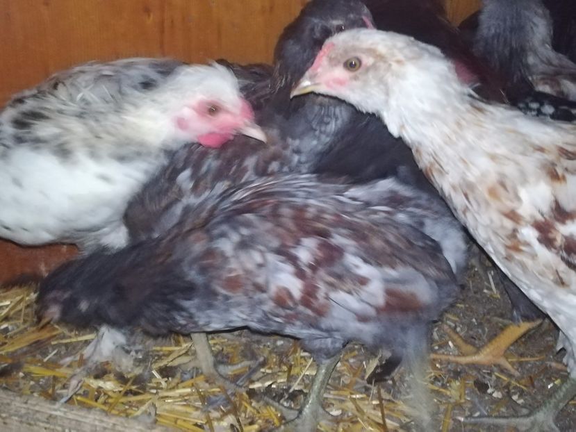 Puișori Araucana pe Albastru și Alb - Araucana Blau