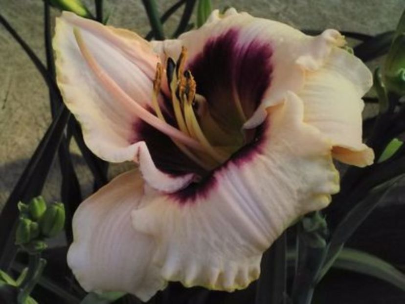 bluebeng france - HEMEROCALLIS achizitionati in 2017 si 2018