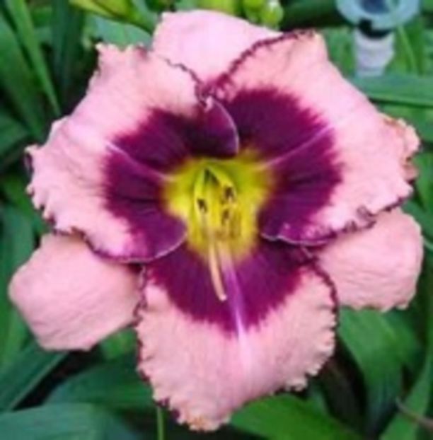 daring  deception - HEMEROCALLIS achizitionati in 2017 si 2018