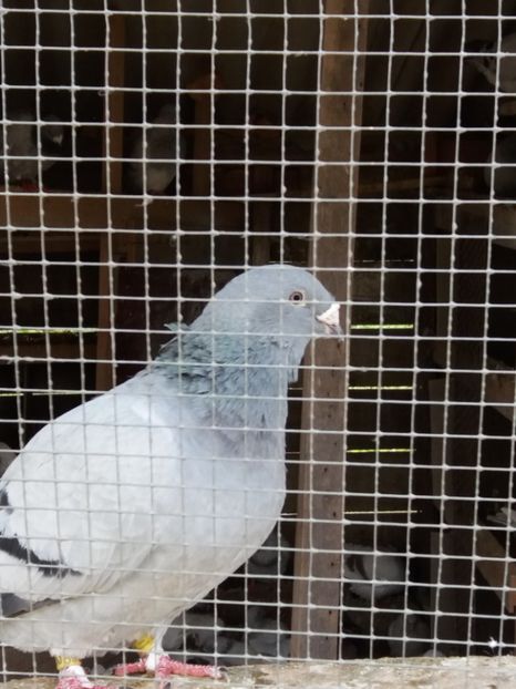 Femela georgep - Prin voliera