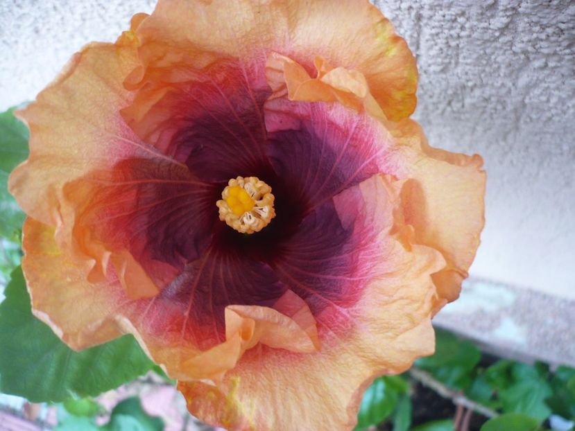 30.09.2017 - HIBISCUSI 2017-4