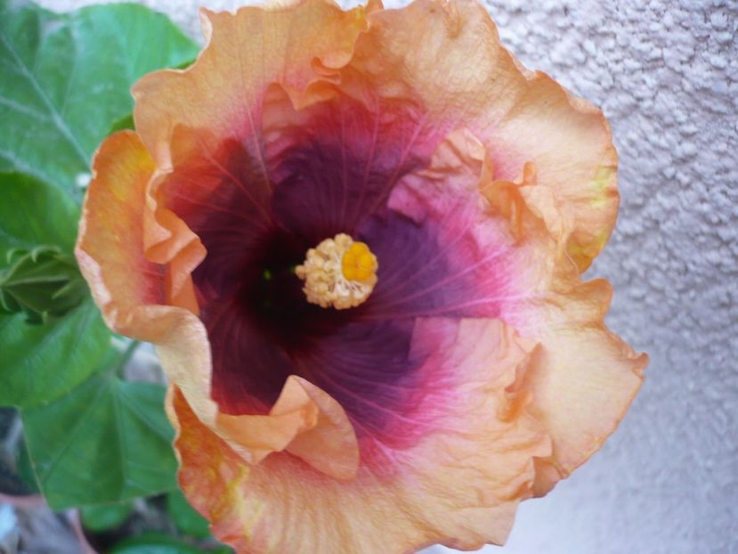 P1350127 - HIBISCUSI 2017-4