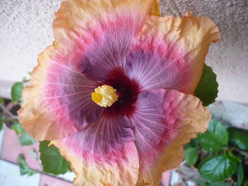 P1350128 - HIBISCUSI 2017-4