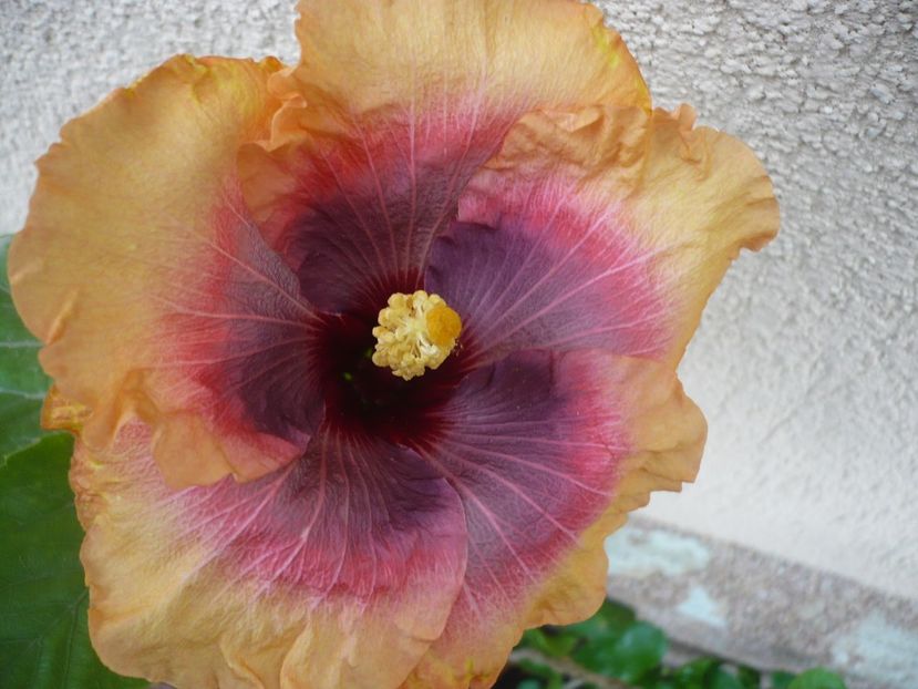 P1350140 - HIBISCUSI 2017-4