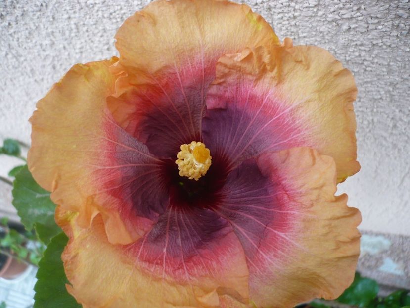 P1350142 - HIBISCUSI 2017-4