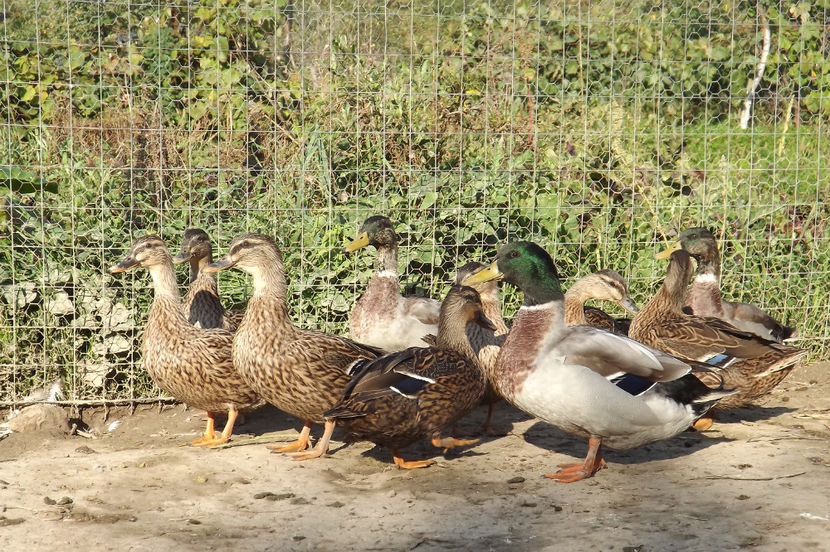  - Rate salbatice
