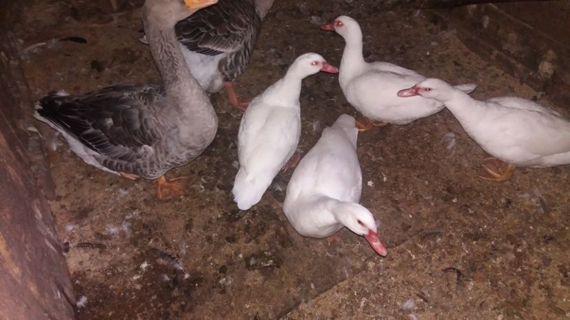  - ARHIVA Rate mute - lesesti