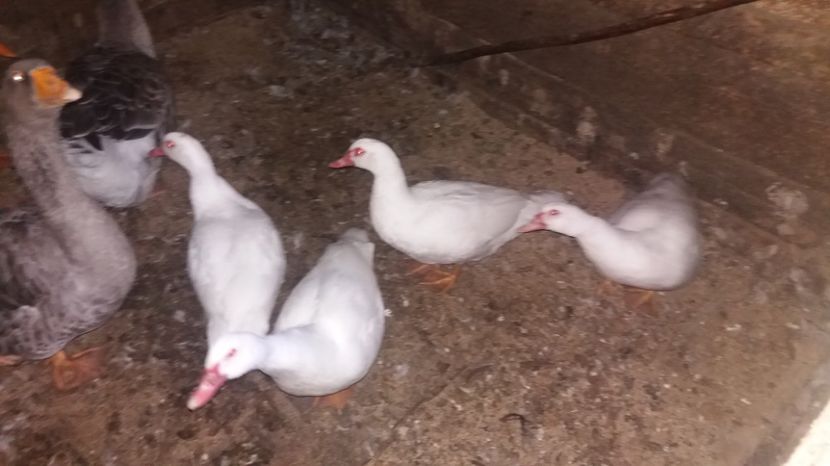  - ARHIVA Rate mute - lesesti