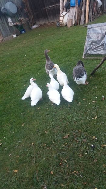  - ARHIVA Rate mute - lesesti