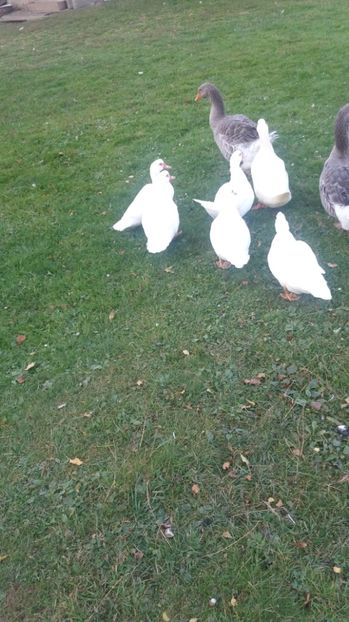  - ARHIVA Rate mute - lesesti