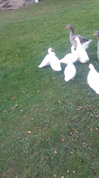  - ARHIVA Rate mute - lesesti