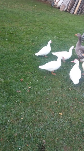  - ARHIVA Rate mute - lesesti