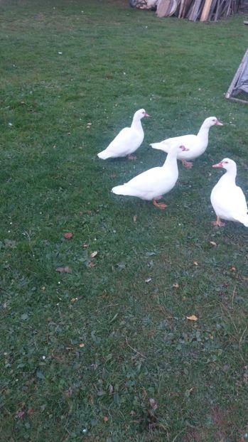  - ARHIVA Rate mute - lesesti