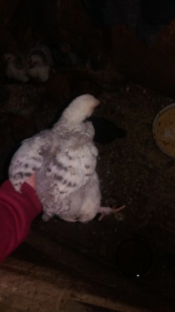  - F Gaini de tara si kabir