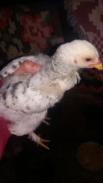  - F Gaini de tara si kabir