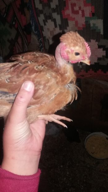  - F Gaini de tara si kabir