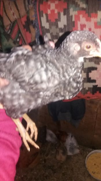  - F Gaini de tara si kabir