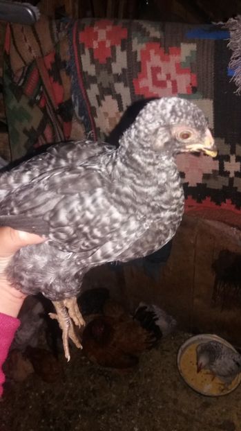  - F Gaini de tara si kabir