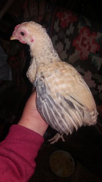  - F Gaini de tara si kabir