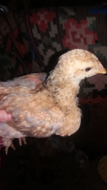  - F Gaini de tara si kabir