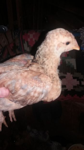  - F Gaini de tara si kabir