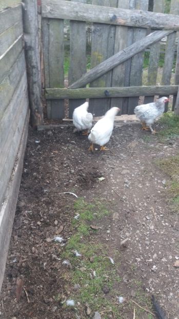  - F Gaini de tara si kabir