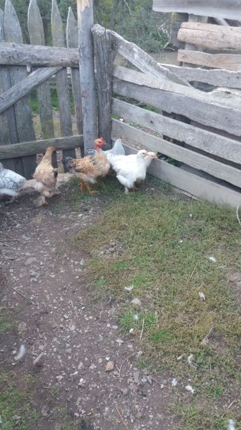  - F Gaini de tara si kabir